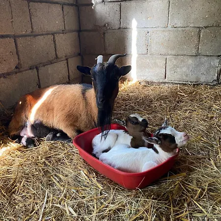 L'origami - Domaine De La Houblette Apartment *