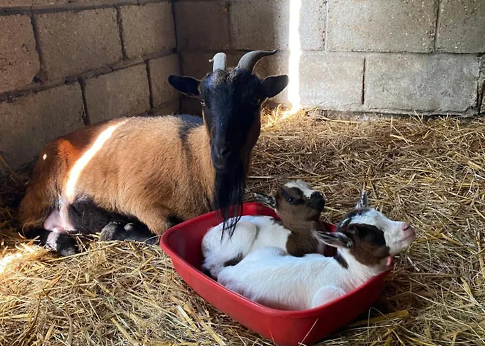 L'origami - Domaine De La Houblette Apartamento *